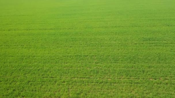 Volo Lento Campo Seminato Verde Drone Footage Fields Della Bielorussia — Video Stock