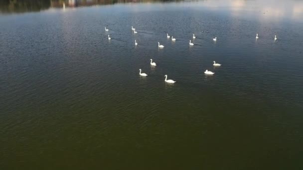 Πτήση Πάνω Από Λίμνη Swan Κύκνοι Κολυμπούν Στη Λίμνη Κύκνοι — Αρχείο Βίντεο