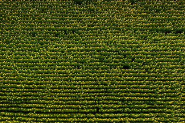 Gran Campo Hermoso Girasoles Vista Desde Altura Del Vuelo Las — Foto de Stock