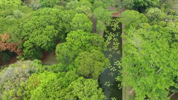 Mauritius, Pamplemus Botanische tuin, uitzicht op de vijver met reusachtige waterlelies Victoria Regnal — Stockvideo