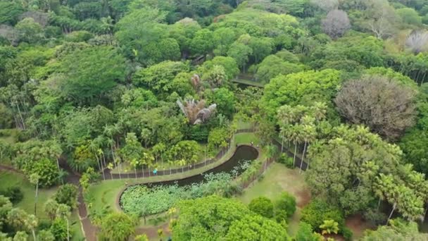 Mauritius, Pamplemus Botanikus kert, felső kilátás a tóra hatalmas liliomokkal Victoria Regnal — Stock videók