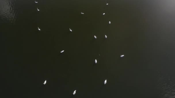 Volo sul lago dei cigni. I cigni nuotano sul lago. I cigni d'Europa. Cigni nel lago di Belarus. — Video Stock