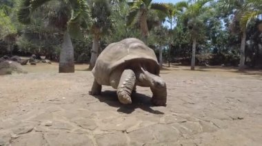 Mauritius. La Vanille Park Büyük Kaplumbağa