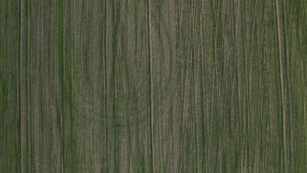 Vista de pájaro de un campo verde. Campaña de siembra en Bielorrusia. Naturaleza de Bielorrusia. Campo verde propio al atardecer — Vídeos de Stock