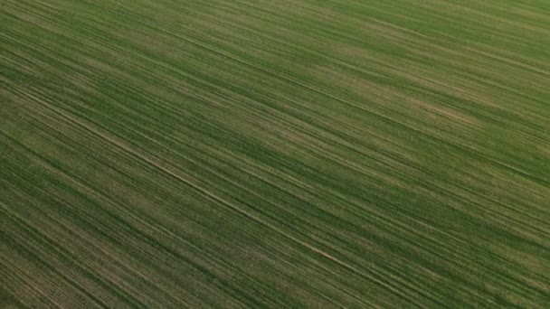 Vista de pájaro de un campo verde. Campaña de siembra en Bielorrusia. Naturaleza de Bielorrusia. Campo verde propio al atardecer — Vídeos de Stock
