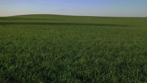 Birds-eye view van een groen veld.Zaaien campagne in Belarus.Nature Of Belarus.Eigen groen veld bij zonsondergang — Stockvideo