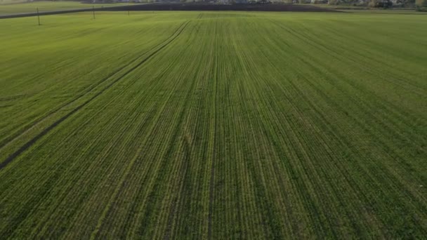 Vue à vol d'oiseau d'un champ vert.Campagne de semis en Biélorus.Nature du Biélorus.Propre champ vert au coucher du soleil 