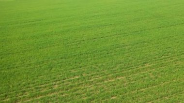 Yeşil ekili bir tarlada yavaş uçuş. 4K insansız hava aracı. Beyaz Rusya 'nın arazileri.
