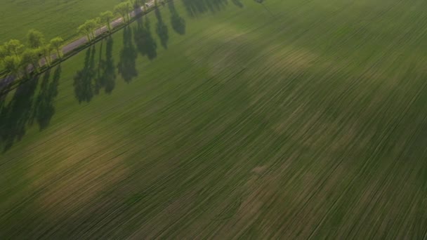 Vista aérea de un campo verde y una carretera. Campo verde en Europa. Naturaleza de Belarús. Campo verde propio al atardecer y la carretera — Vídeos de Stock