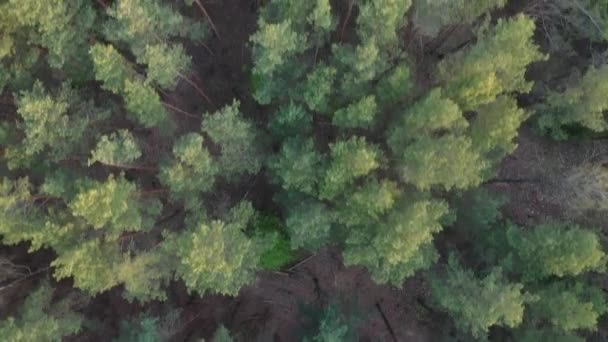 Volando sobre un bosque en Europa. Belarús. Hermosos bosques de Belarús — Vídeo de stock