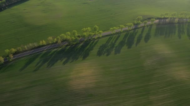 Вид с воздуха на зеленое поле и дорогу. Зеленое поле в Европе. Природа Беларусь.Собственное зеленое поле на закате и дороге — стоковое видео