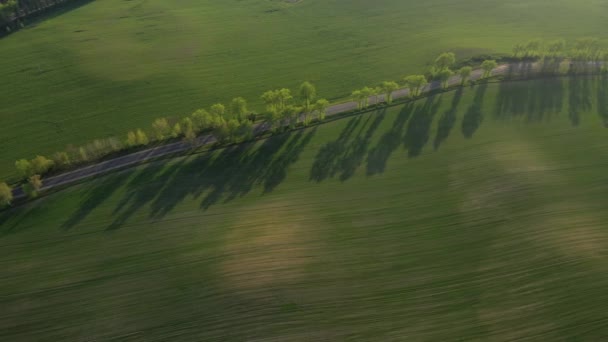 Luchtfoto van een groen veld en een weg.Groen veld in Europa.Nature Of Belarus.Eigen groen veld bij zonsondergang en de weg — Stockvideo