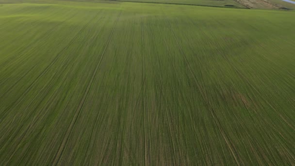 Pohled z ptačí perspektivy na zelené louce.Výsev kampaně v Bělorusku.Příroda Běloruska.Vlastní zelené pole při západu slunce — Stock video