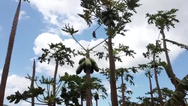 毛里求斯。木瓜种植园，许多有木瓜的树 — 图库视频影像
