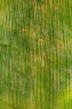 Beyaz Rusya 'da yeşil bir tarlanın kuş bakışı görüntüsü. Beyaz Rusya' nın doğası. Gün batımında kendi yeşil tarlası..