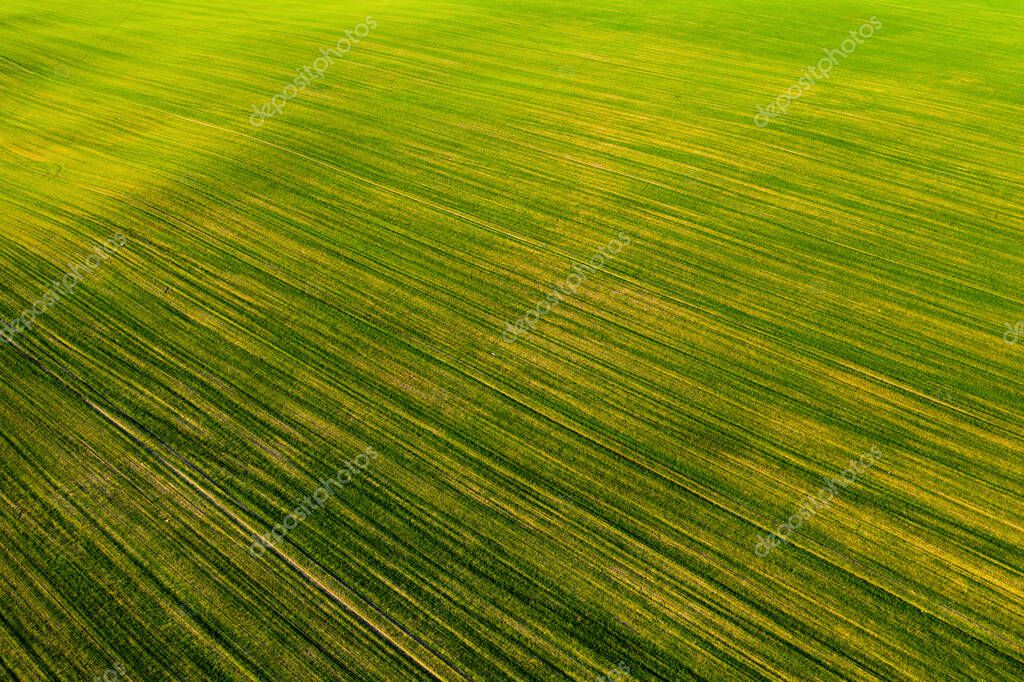 Birds Eye View Of A Green Field Sowing Campaign In Belarus Nature Of Belarus Own Green Field At Sunset 375285254 Larastock