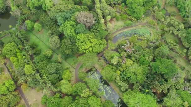 Mauricio, Pamplemus Jardín botánico, vista superior del estanque con lirios gigantes Victoria Regnal — Vídeos de Stock