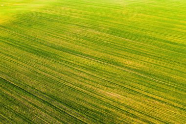 Beyaz Rusya 'da yeşil bir tarlanın kuş bakışı görüntüsü. Beyaz Rusya' nın doğası. Gün batımında kendi yeşil tarlası..