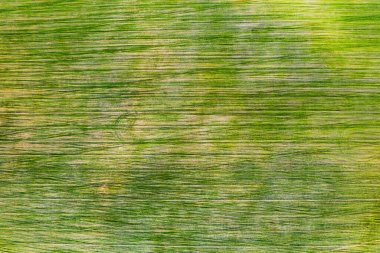 Beyaz Rusya 'da yeşil bir tarlanın kuş bakışı görüntüsü. Beyaz Rusya' nın doğası. Gün batımında kendi yeşil tarlası..