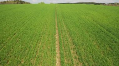 Yeşil ekili bir tarlada yavaş uçuş. 4K insansız hava aracı. Beyaz Rusya 'nın arazileri.