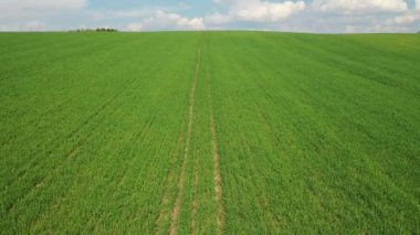 Yeşil ekili bir tarlada yavaş uçuş. 4K insansız hava aracı. Beyaz Rusya 'nın arazileri.