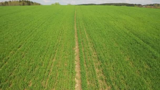 Vol lent au-dessus d'un champ semé de verdure. Images de drones 4K. champs de Biélorussie 