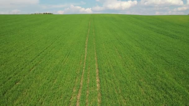 Vuelo lento sobre un campo verde sembrado. Imágenes de drones 4K Campos de Bielorrusia — Vídeos de Stock