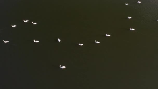 Vuelo sobre el lago Swan. Los cisnes nadan en el lago. Cisnes de Europa. Cisnes en el lago de Belarús. — Vídeos de Stock