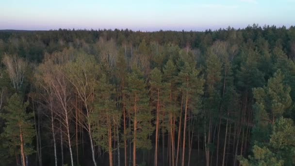 Survoler la forêt.La ville de Minsk peut être vue au loin. Bélarus — Video