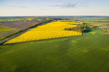 Sarı kolza tohumu tarlasının ve köyün en iyi manzarası. Belarus 'ta ekilmiş bir kolza tohumu tarlası. Köy bir kolza tohumu tarlası..
