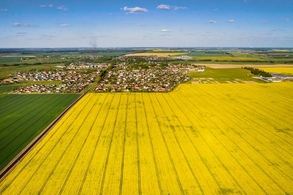 Vista Superior Campo Colza Amarelo Aldeia Campo Semeado Colza Belarus — Fotografia de Stock