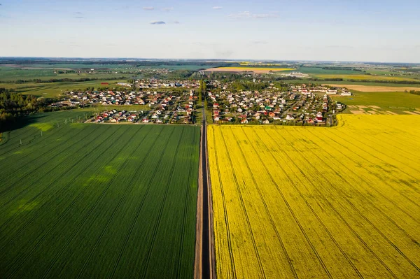 Top view of the yellow rapeseed field and the village. A sown field of rapeseed in Belarus.The village is a field of rapeseed.