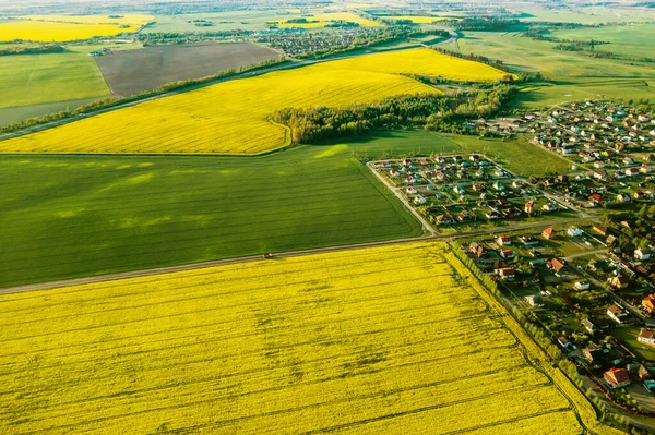 Vista Superior Campo Colza Amarelo Aldeia Campo Semeado Colza Belarus — Fotografia de Stock