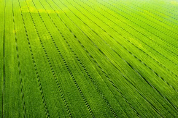 Top view of a Sown green and gray field in Belarus.Agriculture in Belarus.Texture