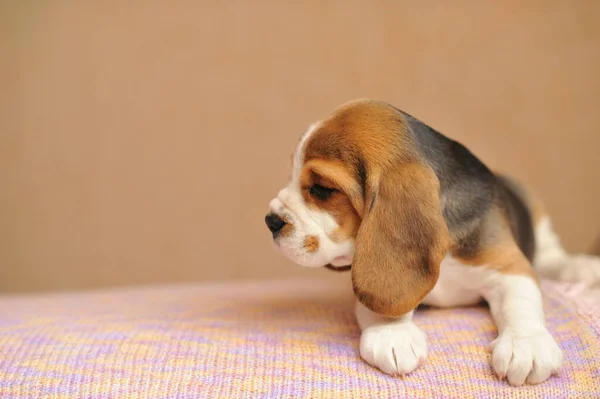 Pequeño Cachorro Lindo Beagle Mirando Lado Tabla Lay Beagle Cachorro —  Fotos de Stock