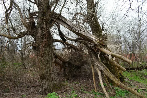 a fallen old tree after a hurricane