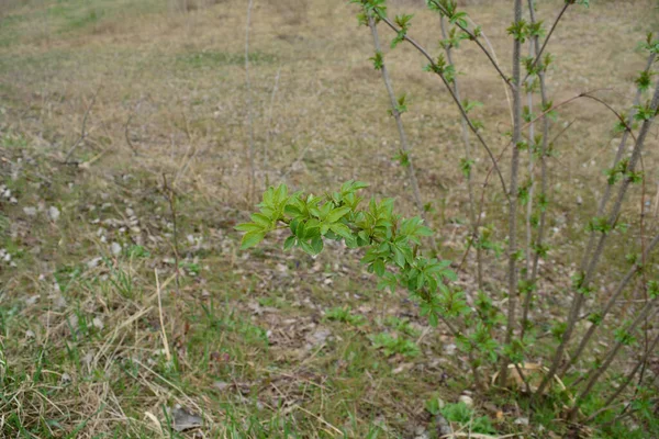 Una Rama Joven Una Grosella Bush Con Hojas Verdes Primavera —  Fotos de Stock