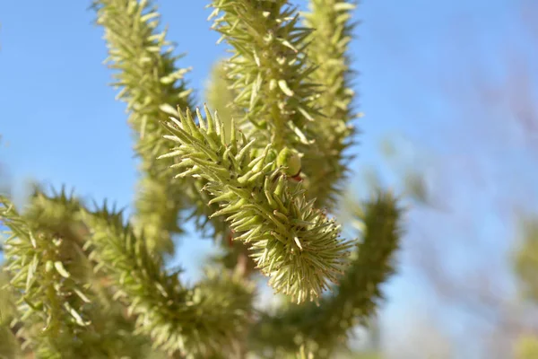 Decorative Shrub Green Leaves Similar Spruce Needles — Stock Photo, Image