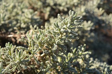 Alışılmadık açık gri yapraklar. Süslü bir çalılığın bahar sabahı güneşi.