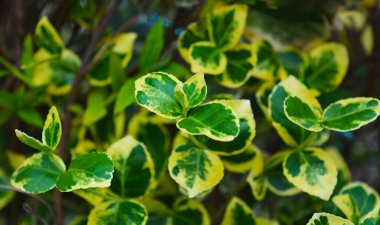 Süslü çimenlerin genç sarı yaprakları