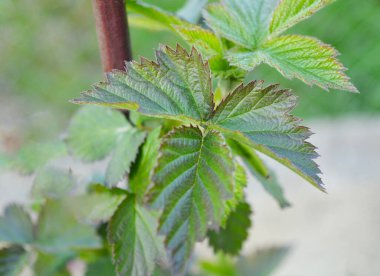 Bir bahar akşamının arka planında BlackBerry dallarında genç yapraklar