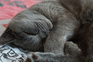 İngiliz cinsinin uyuyan kedisi. Sarı gözlü, gri renkli.