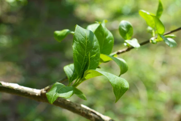 stock image budding young green leaves on a branch in the morning spring forest