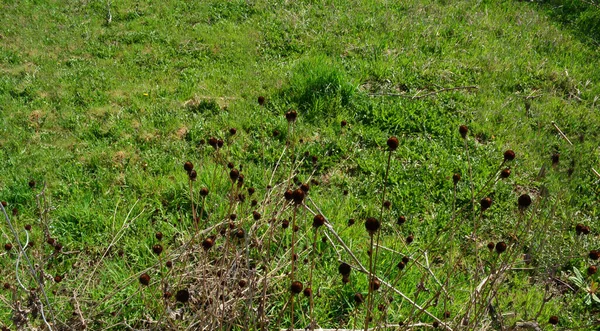 Planta Seca Velha Fundo Grama Jovem Primavera — Fotografia de Stock