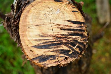 Bahçede elektrikli testere ile kesilmiş yaşlı hasta bir ağaç.