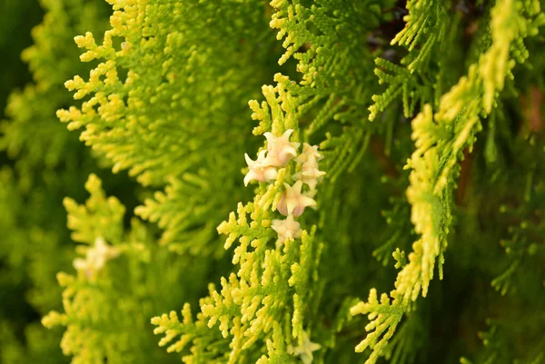 Geel Fruit Van Een Siercipres Voortuin Stralen Van Lentezon — Stockfoto