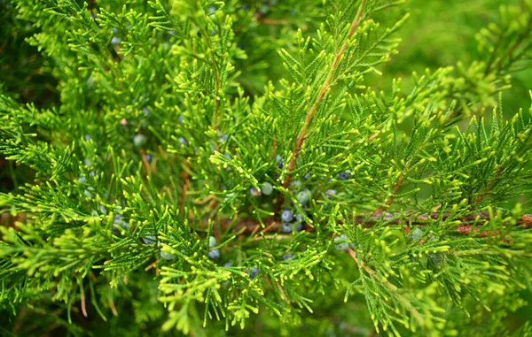 Zelený Keř Okrasné Rostliny Přední Zahradě Modrým Ovocem Listy Které — Stock fotografie
