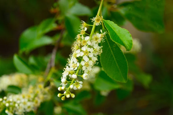 Botões Flor Brancos Ramo Uma Árvore Ornamental Primavera — Fotografia de Stock