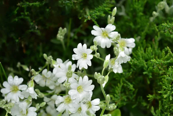 Witte Bloemen Met Regendruppels Een Achtergrond Van Groene Bladeren Het — Stockfoto