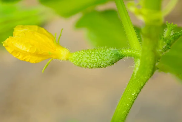 黄芽和黄瓜特写绿果的成熟 — 图库照片